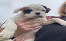 Boxer dogs for sale: Gorgeous Boxer Puppies  - Image 15