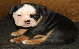 Olde English Bulldogge dogs for sale: Olde English Bulldog puppies - Image 34