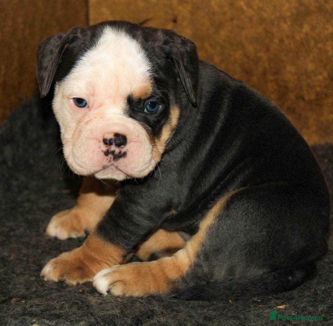Olde English Bulldogge dogs for sale: Olde English Bulldog puppies - Image 34