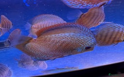 Discus fish for sale: Discus fish - Image 7