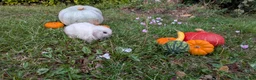Mini Lop rabbits for sale: Stunning Home-Raised Mini Lops- mixed litter - Advert 15