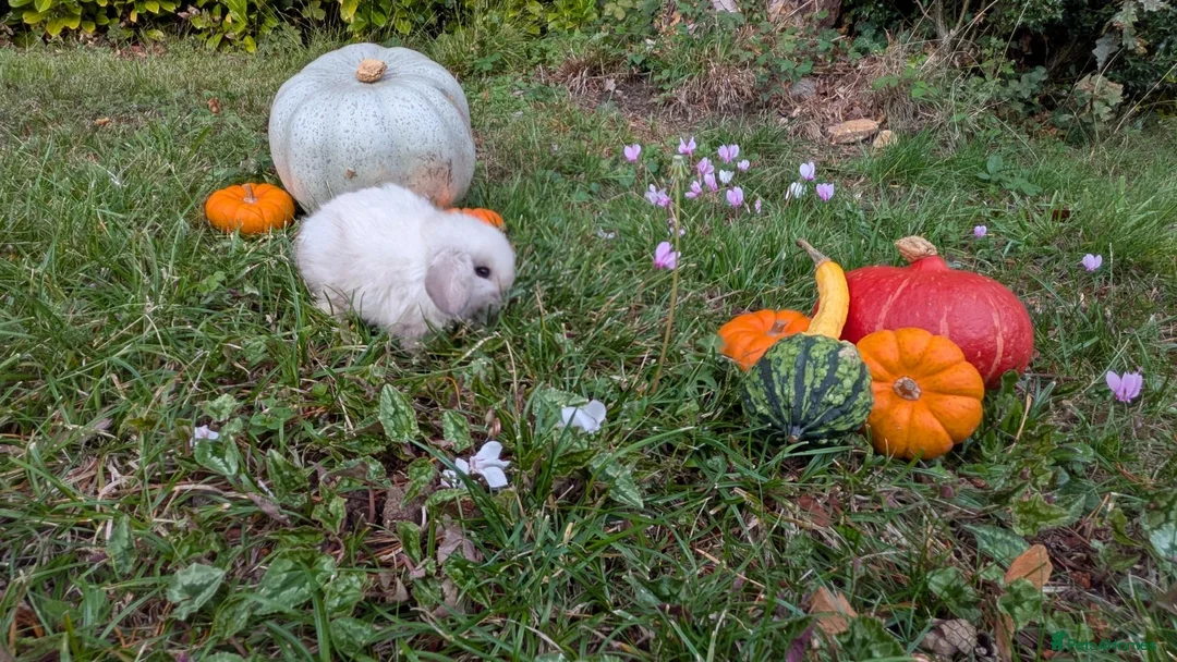 Mini Lop rabbits for sale: Stunning Home-Raised Mini Lops- mixed litter - Advert 15