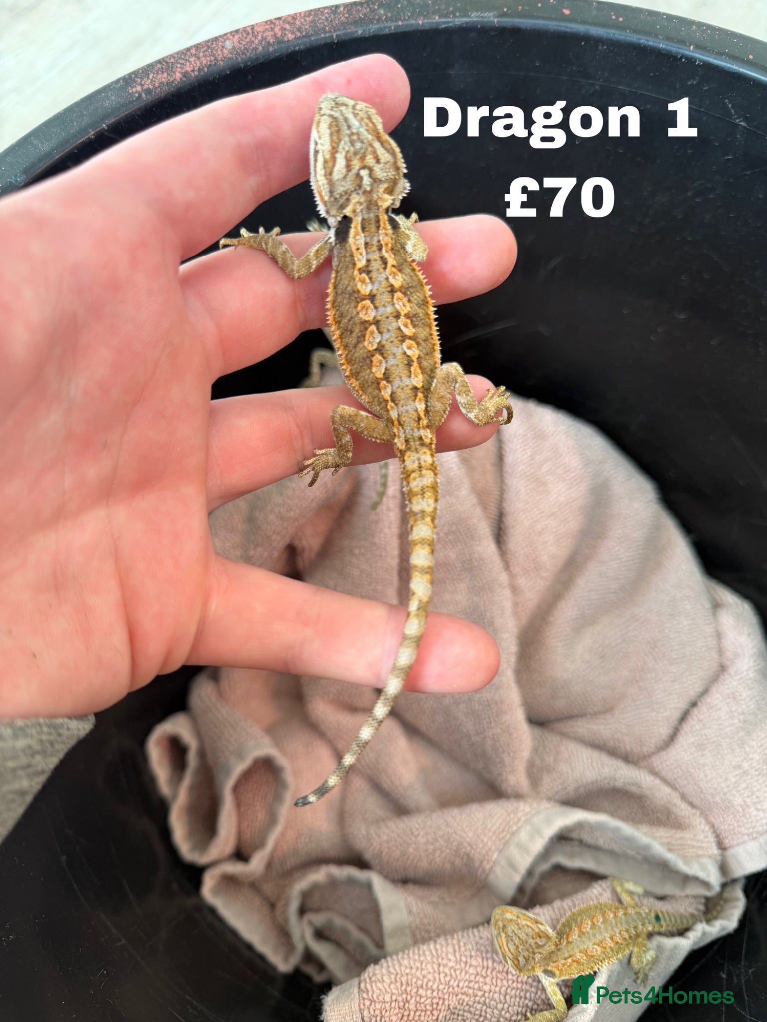 Bearded Dragon reptiles Trans Hypo Bearded Dragons READY NOW REDUCEX - Advert 1