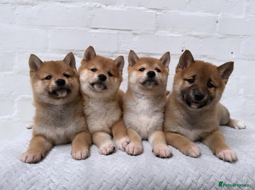 Japanese Shiba Inu dogs for stud: KC Registered Shiba Inu Stud Dog in Newcastle upon Tyne - Image 8