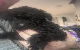 Yorkiepoo dogs for sale: 1 beautiful yorkiepoo ready to leave 🥰🥰 - Image 24