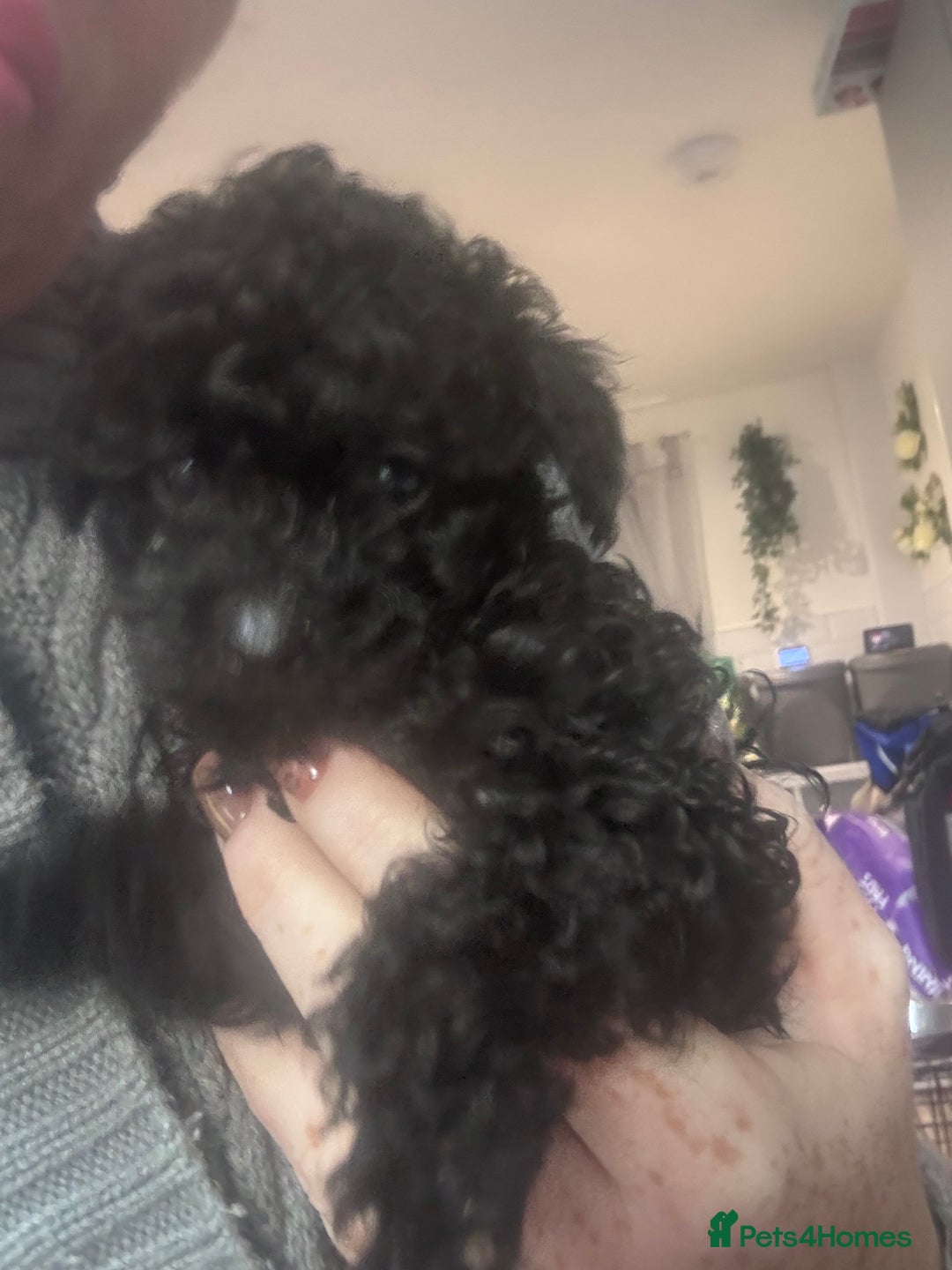 Yorkiepoo dogs for sale: 1 beautiful yorkiepoo ready to leave 🥰🥰 - Image 24