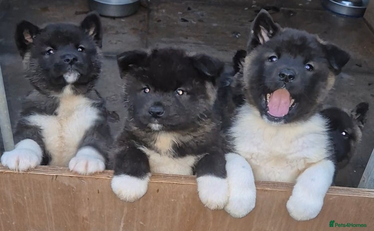 Akita dogs - Advert 3