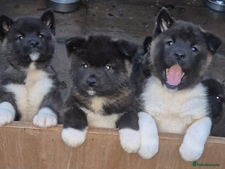 Akita dogs - Advert 1