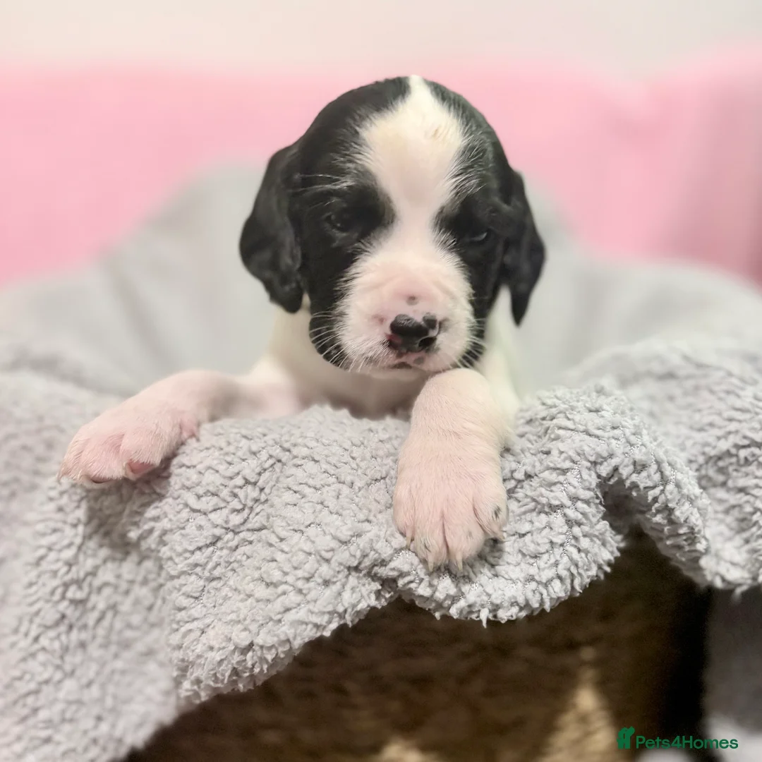 Springador dogs for sale: Beautiful Springador Puppies – 4 Weeks Old  - Advert 7