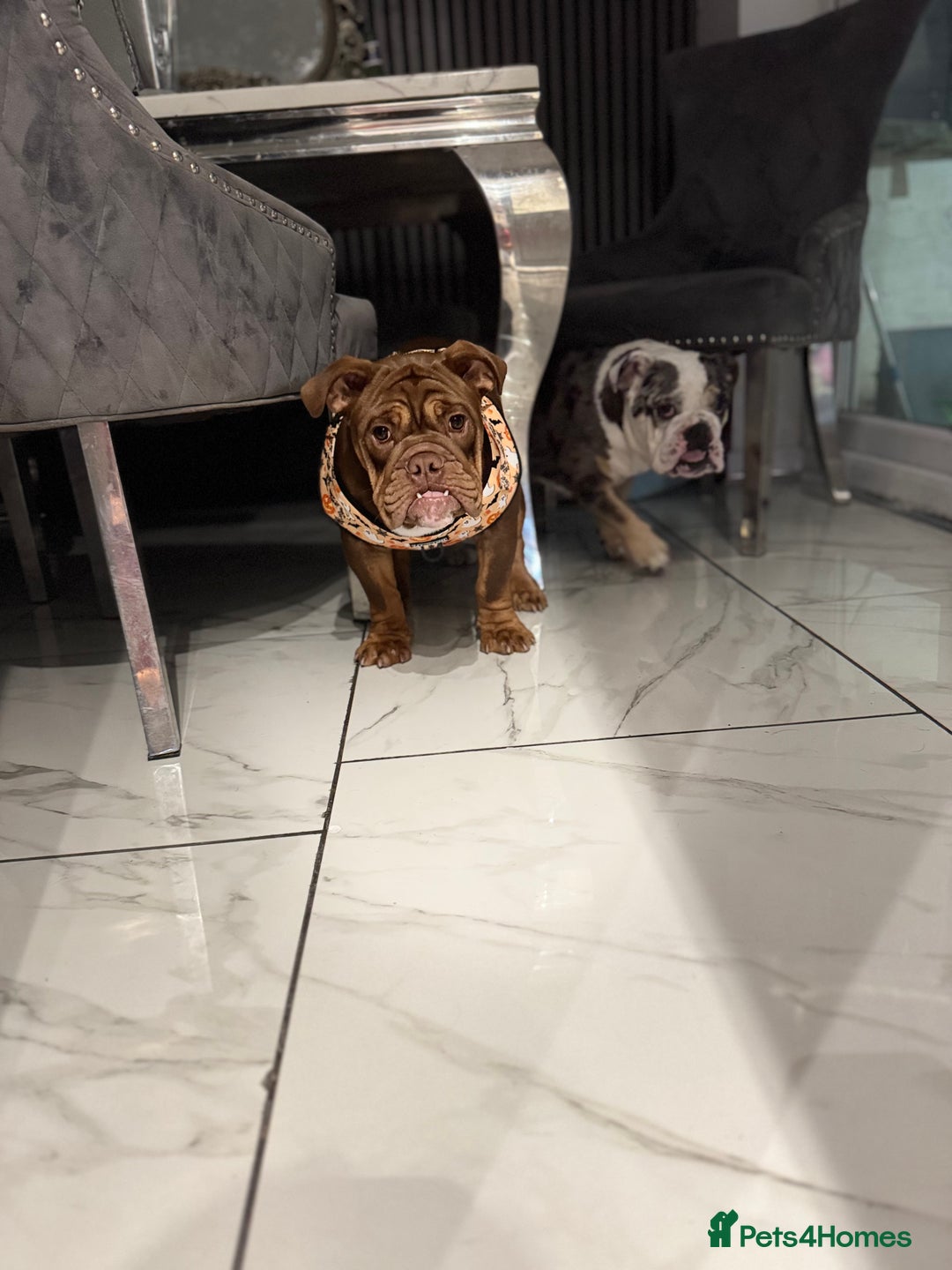 English Bulldog dogs for sale: English bulldog chocolate tri boy with Merle genes - Image 4