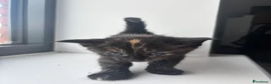 Kitten 3