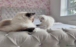 Ragdoll cats for sale: Champion blood dilute blue tabby ragdoll kitten - Image 12