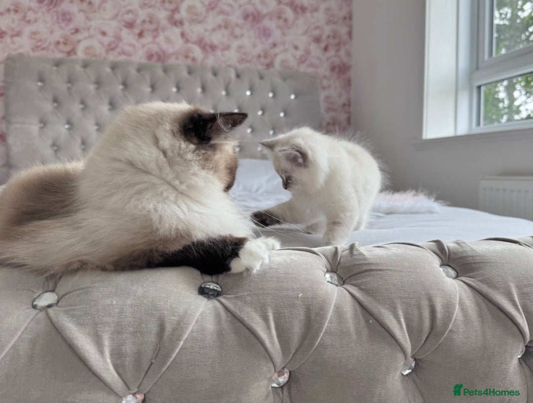 Ragdoll cats for sale: Champion blood dilute blue tabby ragdoll kitten - Image 12