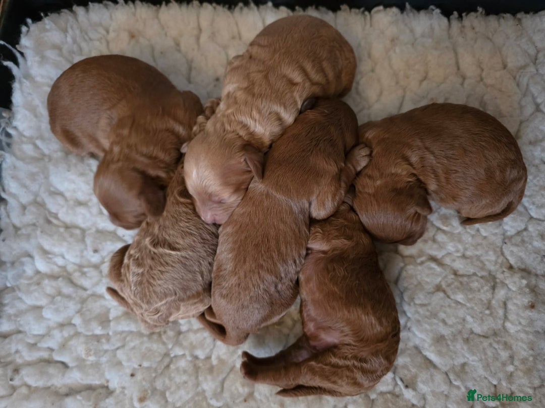 Cavapoo dogs for sale: 🥇 Finest Quality Beautiful F1b Cavapoos 🥇 - Advert 2