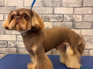 Shih Tzu dogs - Advert 2