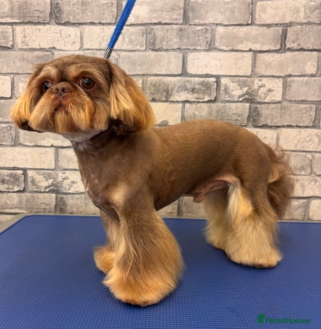 Shih Tzu dogs - Advert 1