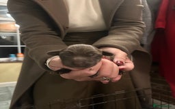 Cocker Spaniel dogs for sale: Stunning working Cocker spaniel puppies 🐾 - Image 9