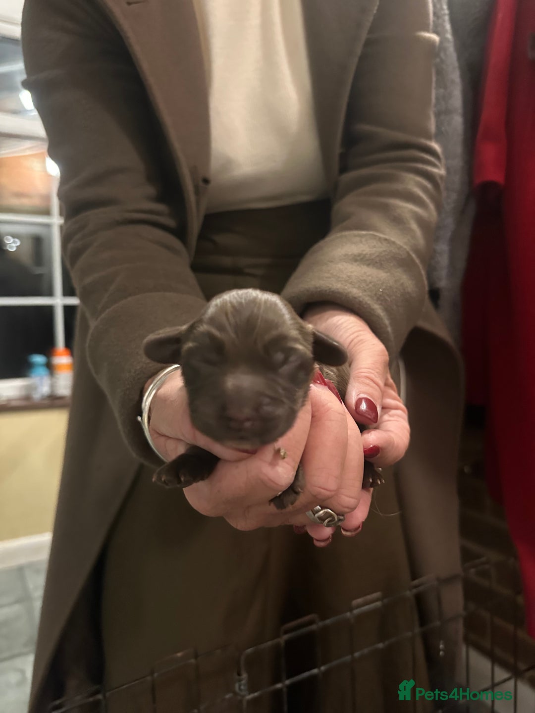 Cocker Spaniel dogs for sale: Stunning working Cocker spaniel puppies 🐾 - Image 9