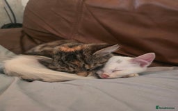 Mixed Breed cats for sale: 🐾 Adorable 8-Week-Old White Kitten  - Advert 3