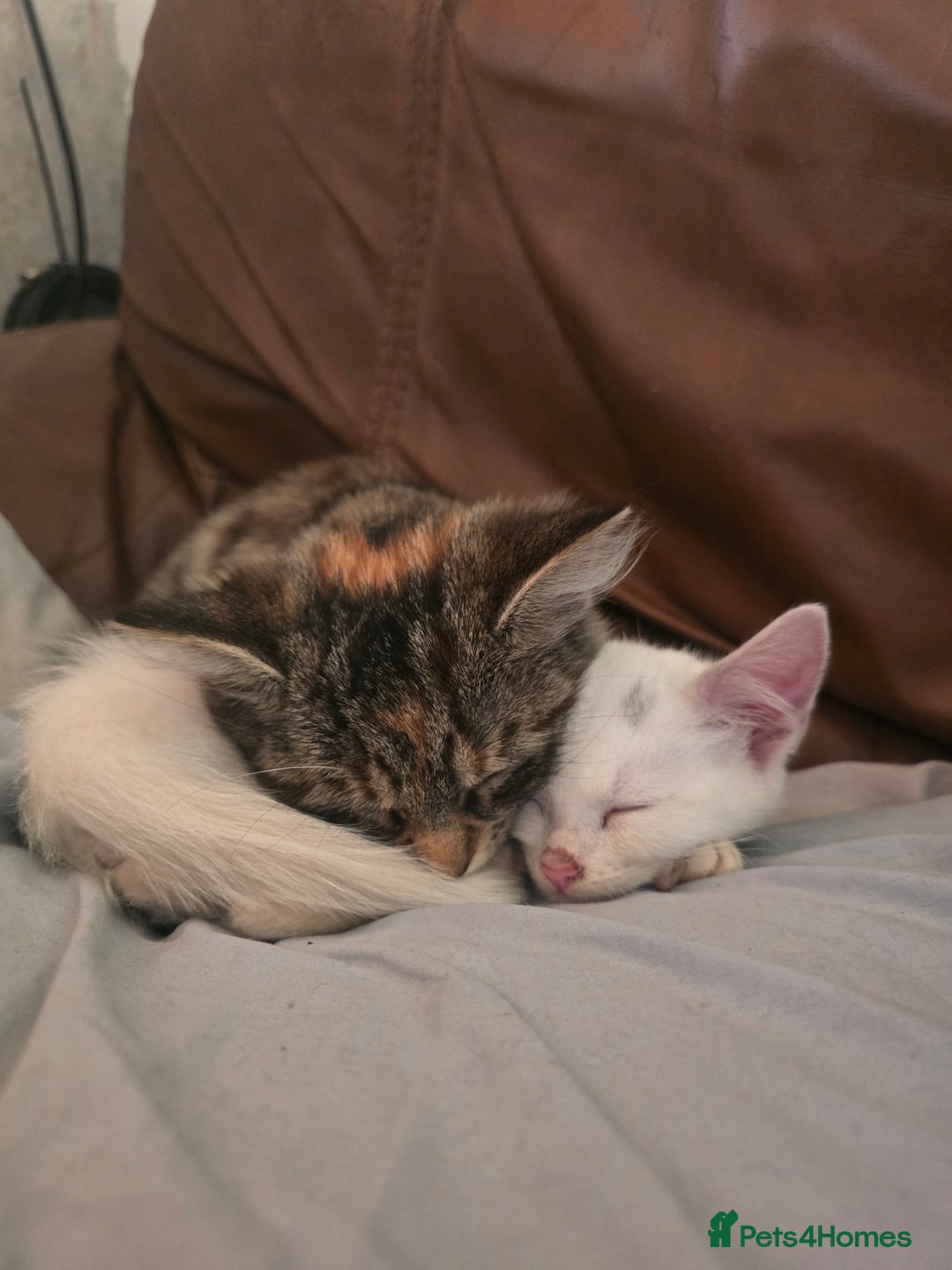 Mixed Breed cats for sale: 🐾 Adorable 8-Week-Old White Kitten  - Advert 3