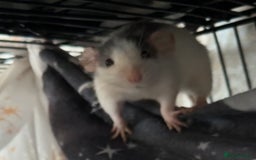 Rat rodents for sale: Rats & cage  - Image 5