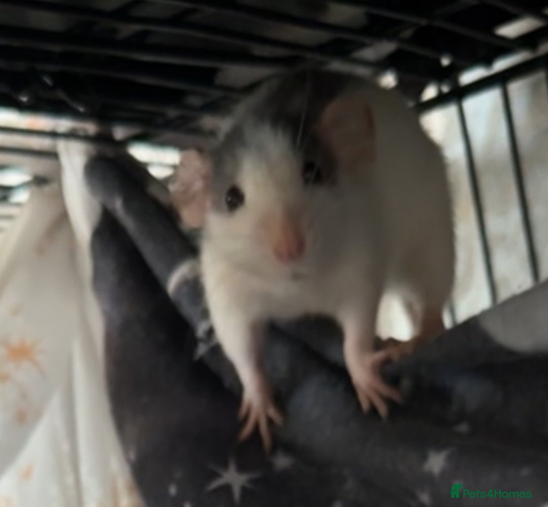 Rat rodents for sale: Rats & cage  - Image 5