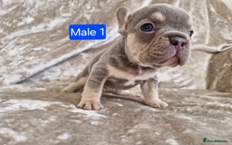 French Bulldog dogs for sale: French Bulldog Puppies  - Image 6