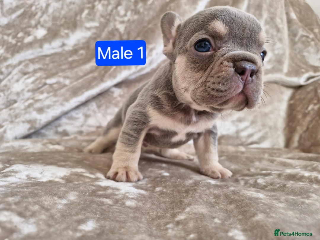 French Bulldog dogs for sale: French Bulldog Puppies  - Image 6