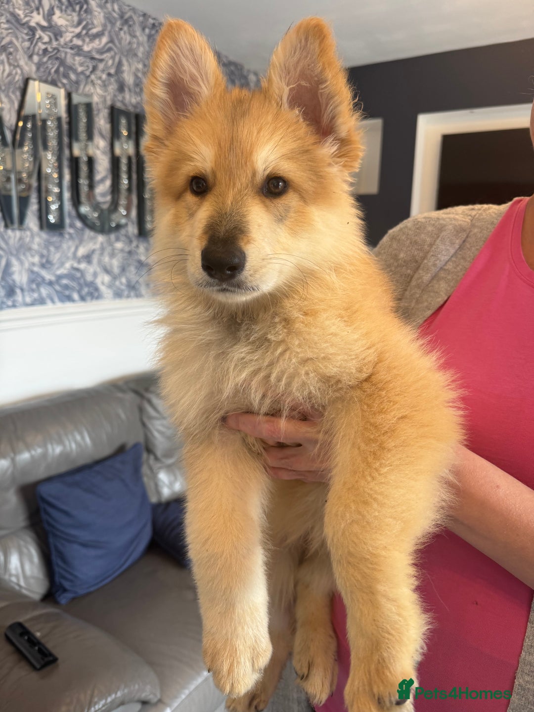 German Shepherd dogs for sale: German Shepherd puppies - Image 1