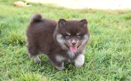 Pomsky dogs for sale: Merle Genuine Toy Size  Pomsky Puppies - Image 5