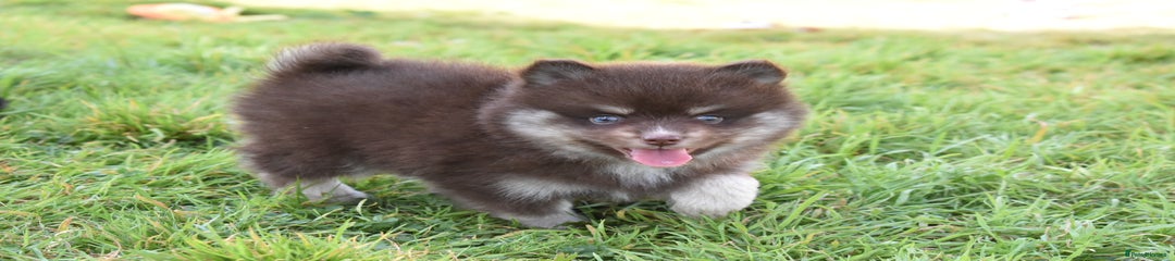 Pomsky Puppy 2