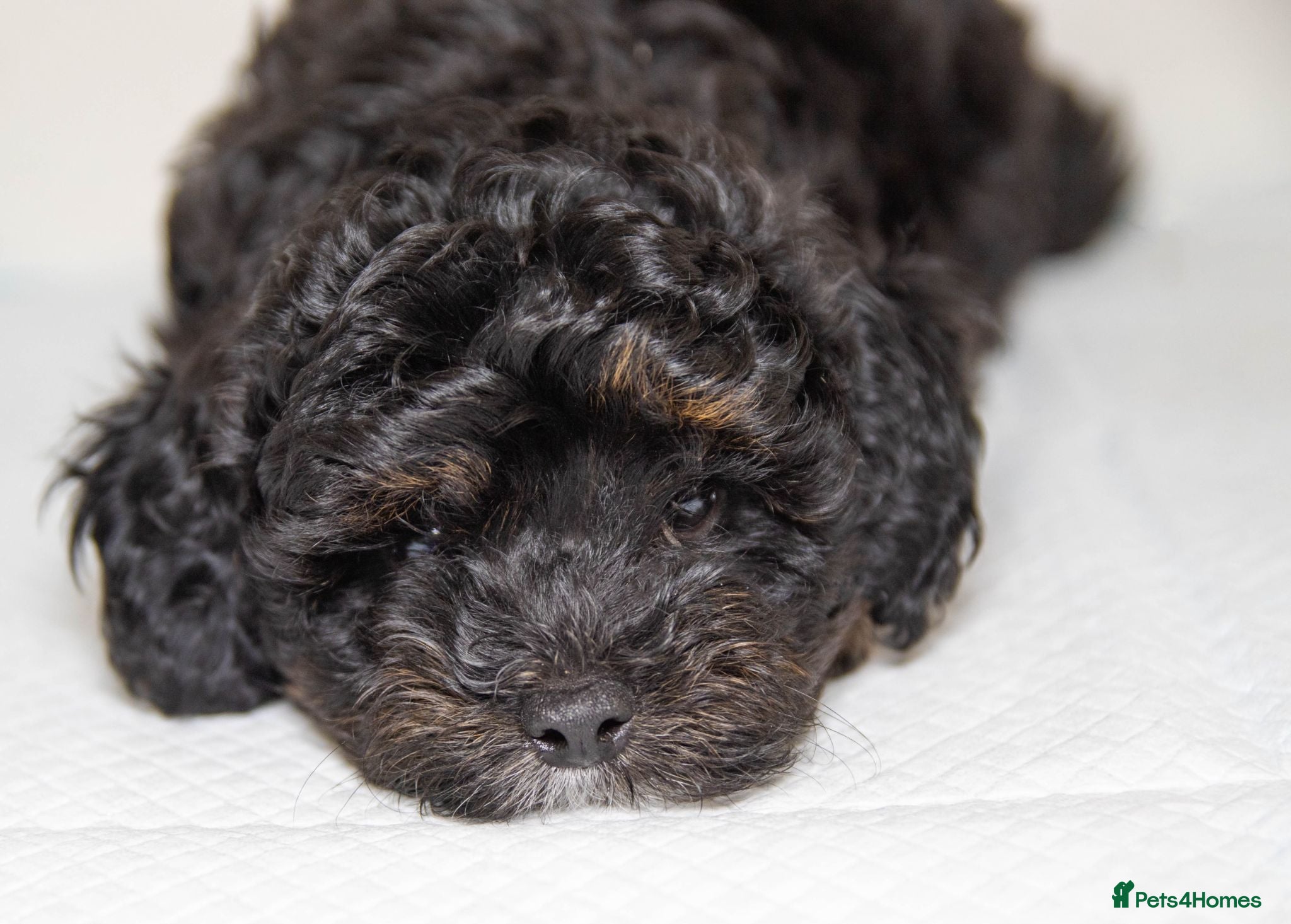 Havapoo dogs Last boy need family.  Toy poodle x Havanese.  - Advert 1