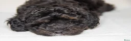 Havapoo dogs for sale: 3 Havapoo. 5 star breeder. - Advert 13