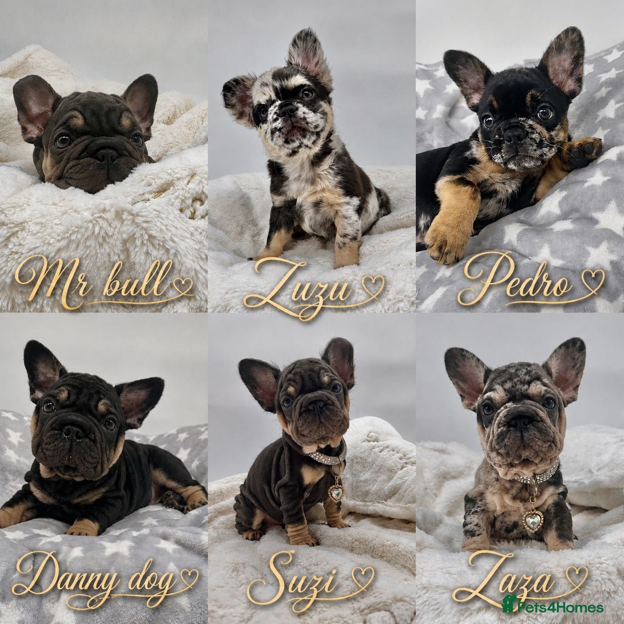 French Bulldog dogs for sale: Outstanding Family Raised frenchies❤️ READY NOW  - Advert 1