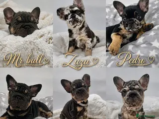 French Bulldog dogs for sale: Outstanding Family Raised frenchies❤️ READY NOW - Advert 1