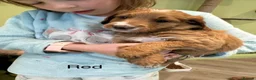 Goldendoodle dogs for sale: Golden doodles F2b L@@k reduced!!  - Advert 29