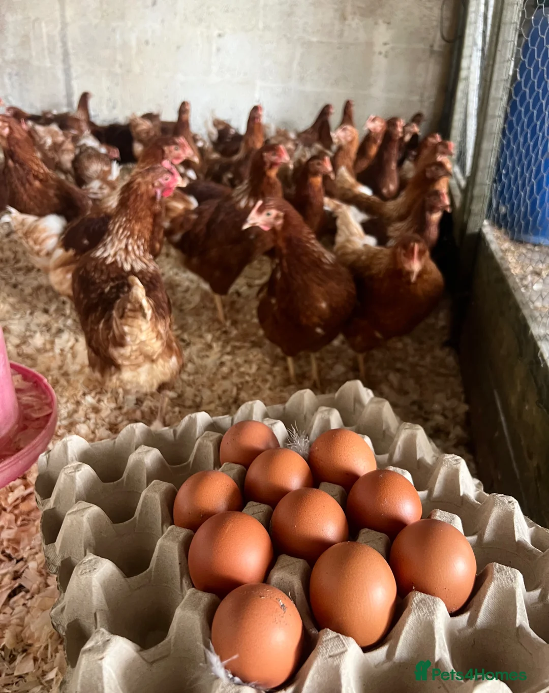 Chickens poultry for sale: Pol warren and leghorns. Starting laying now  - Advert 1