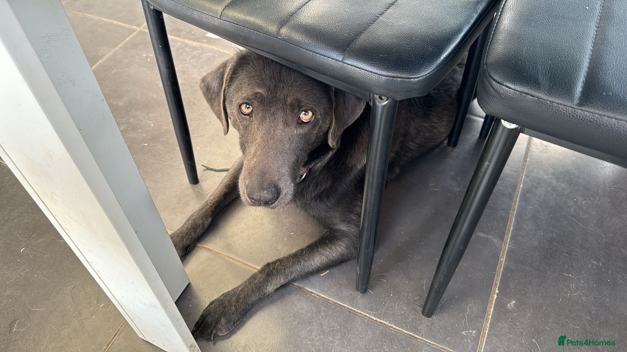 Labrador Retriever dogs 🐶 KC LABRADOR PUPPIES DUE SOON 🐶 - Advert 2