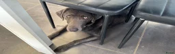Labrador Retriever dogs for sale: 🐶 KC LABRADOR PUPPIES DUE SOON 🐶 - Advert 2