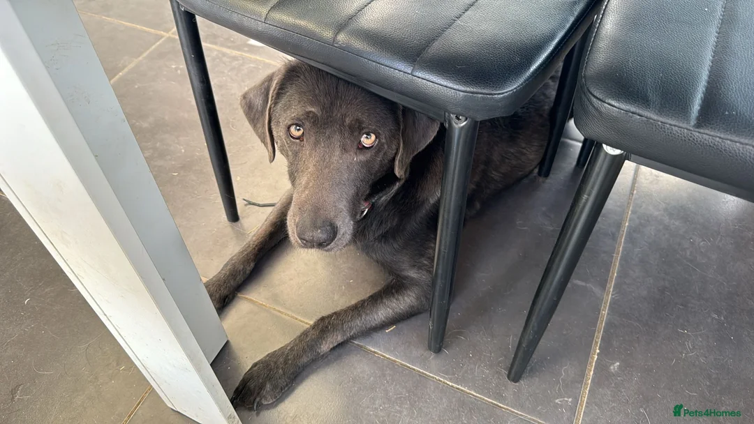 Labrador Retriever dogs for sale: 🐶 KC LABRADOR PUPPIES DUE SOON 🐶 - Advert 2