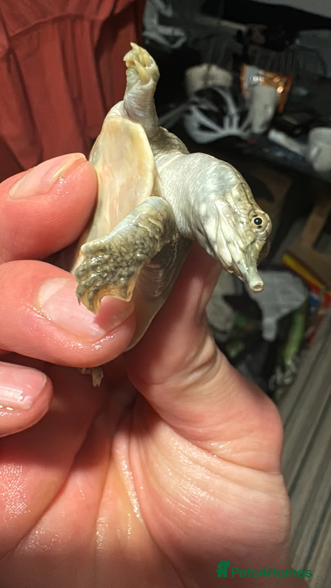 Turtle reptiles for sale: baby turtles  - Advert 2
