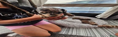 Miniature Dachshund 5