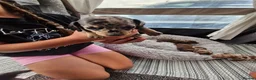 Miniature Dachshund dogs for sale: Miniature dachshund puppies  in Gloucester - Advert 6
