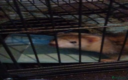 Ferret rodents for sale: 2 female ferrets - Image 2