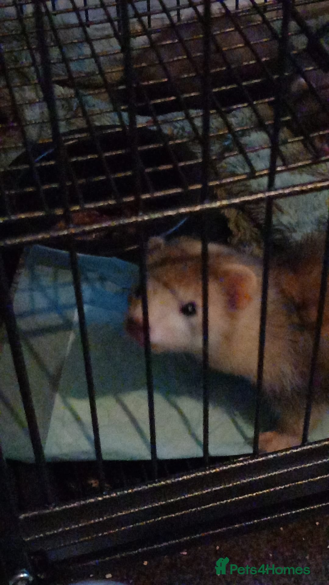 Ferret rodents for sale: 2 female ferrets - Image 2