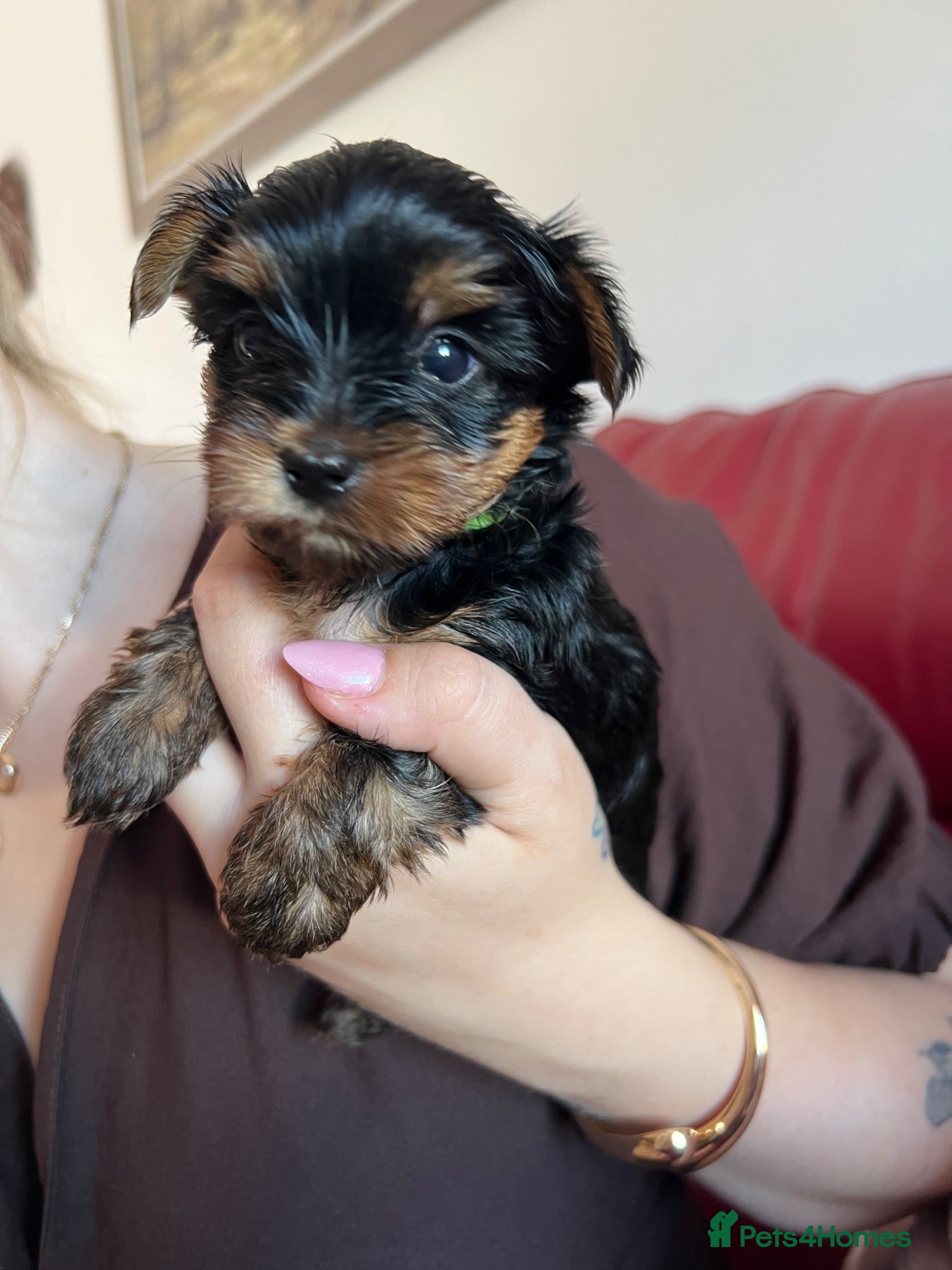Yorkshire Terrier dogs Yorkshire terrier miniature - Advert 6
