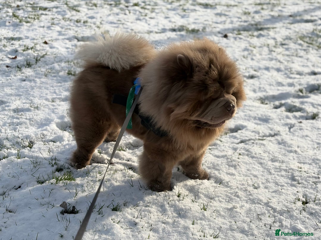 Chow Chow dogs for stud: Rare Lilac Chow Chow for stud 🦁 - Advert 12