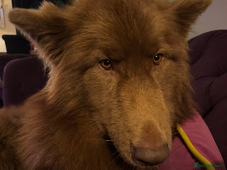 Saarloos Wolfdog dogs Stunning Low Content Wolfdog Puppies - Advert 2