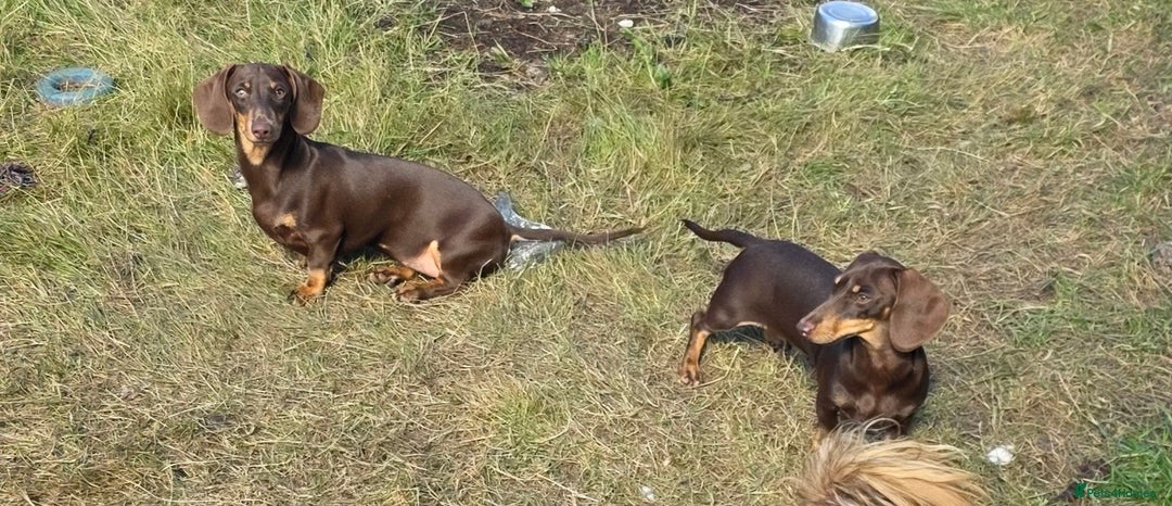 Miniature Dachshund dogs for sale: Fully vaccinated Stunning KCReg Mini Dax last girl in Leeds - Image 11