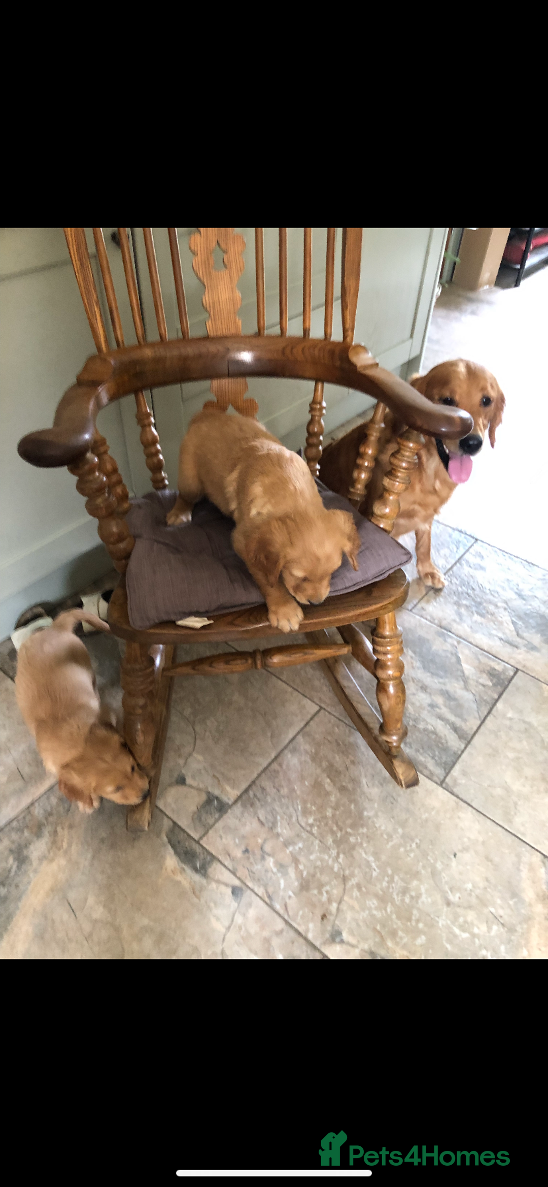 Golden Retriever dogs for sale: Beautiful Health Tested Puppies  - Image 5